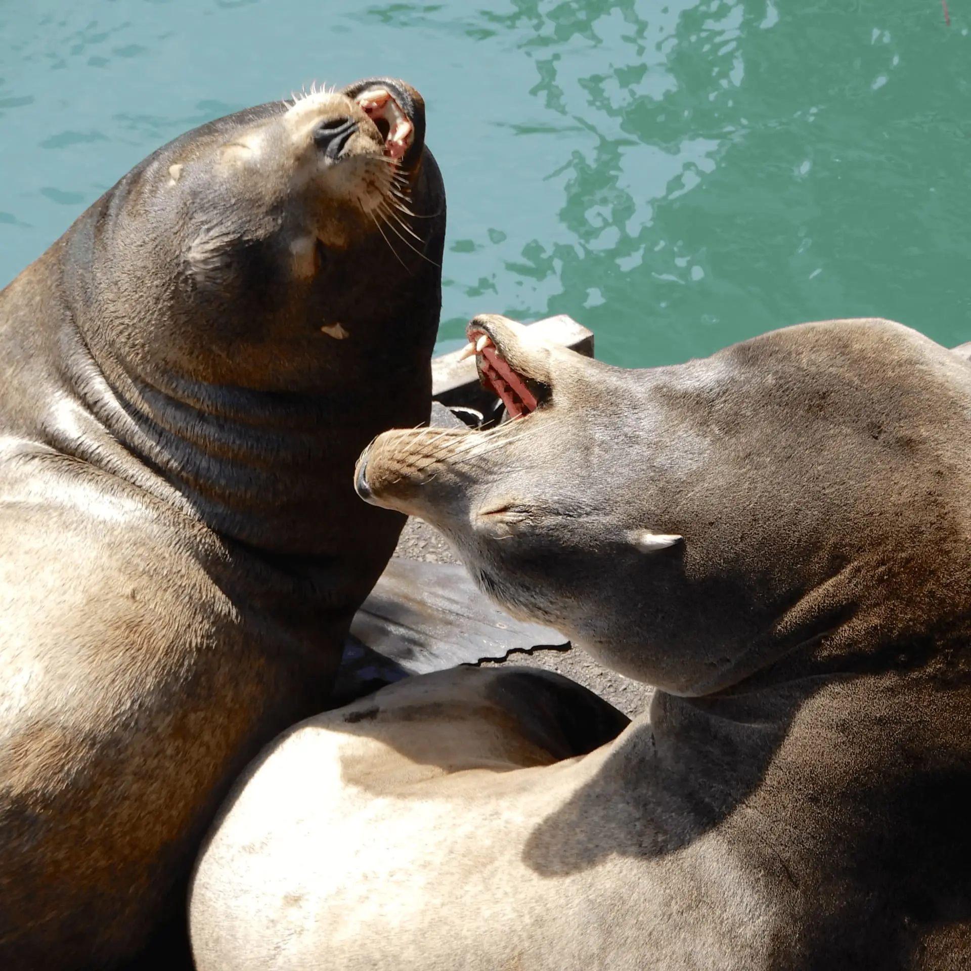 Two large sea lions with open mouths appear to be vocalizing or interacting on a wooden dock next to green water.
