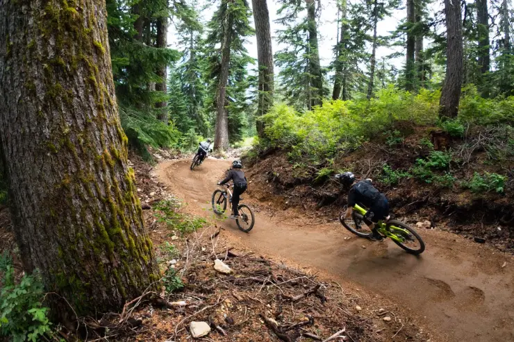 Three mountain bikers navigate a winding dirt trail through a dense forest with tall evergreen trees and lush undergrowth.