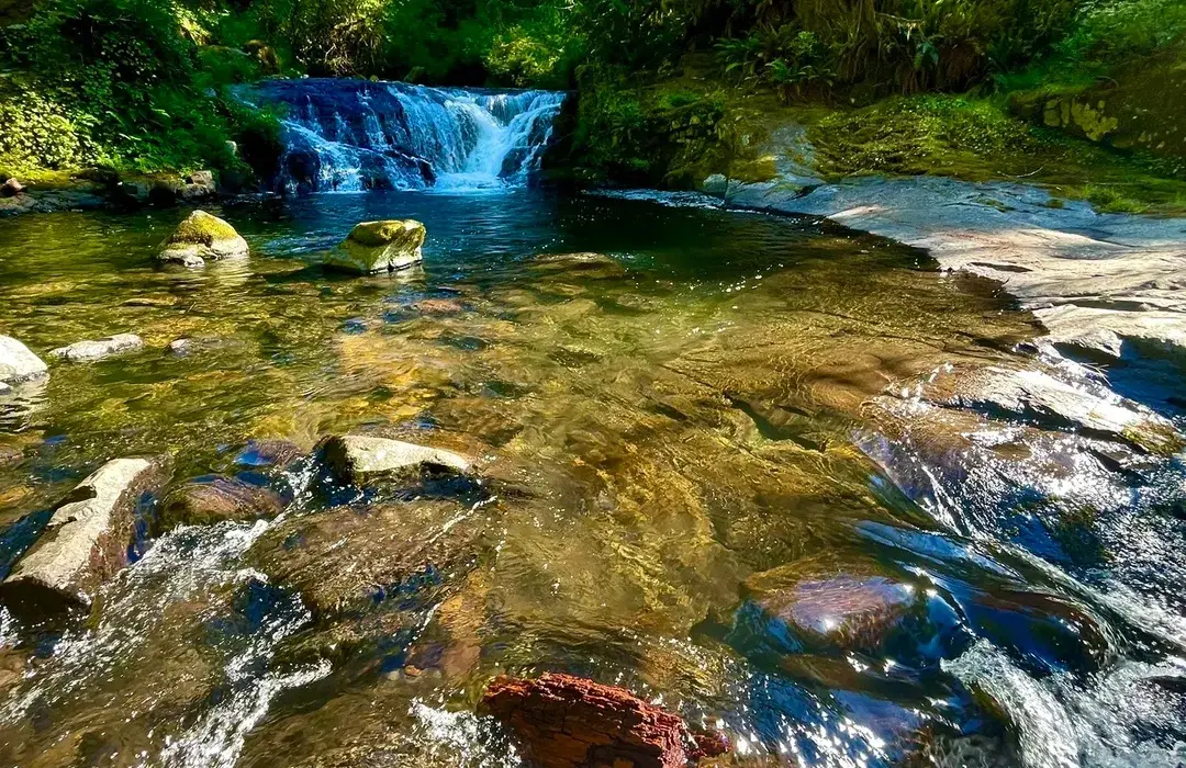 A clear, shallow stream with visible rocks and sunlight reflecting on the water, leading to a small waterfall in a lush green forest.