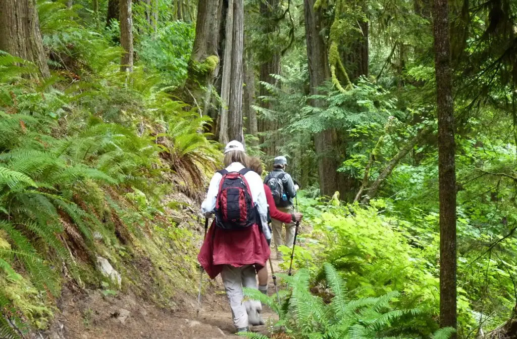 Two hikers with backpacks and trekking poles walk along a winding dirt path through a dense, lush green forest.